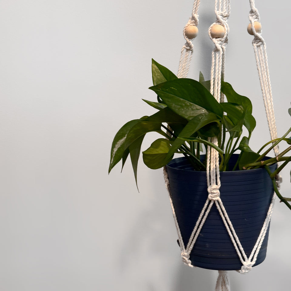 Beginner's Macrame Class —  Macrame Plant Hanger (In Studio)