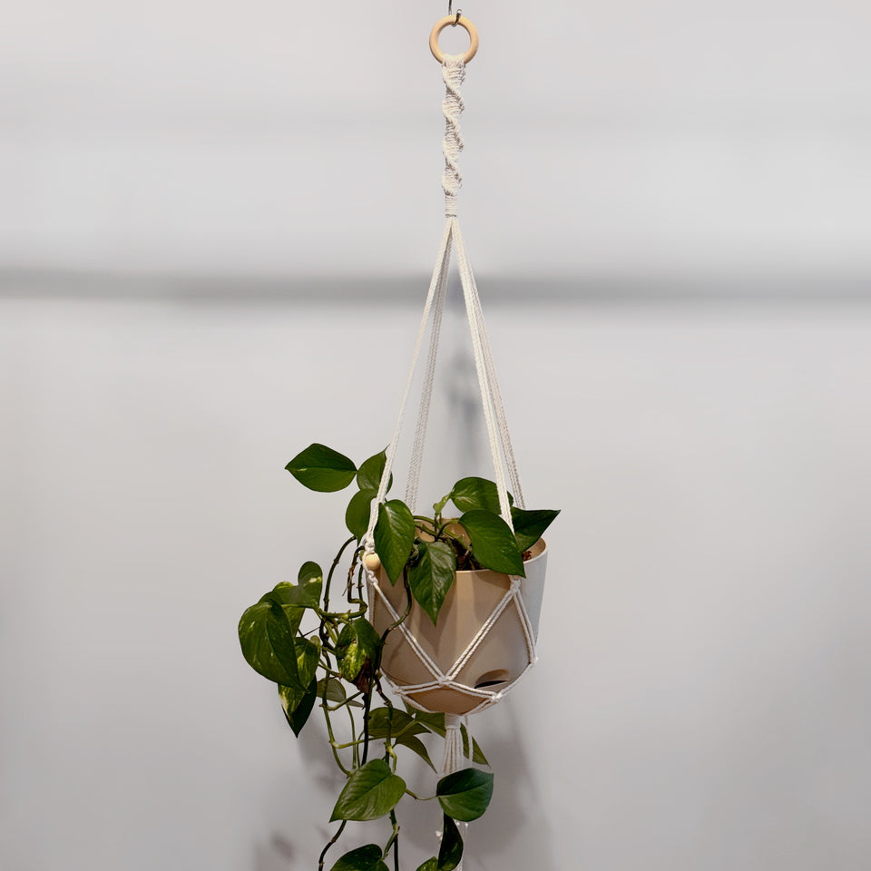 Plant hanger macrame beginner class